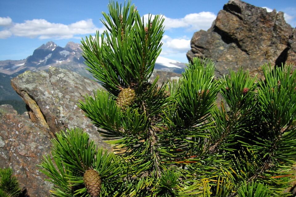 Сосна скручена (Pinus contorta)