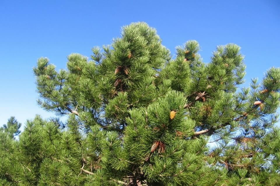 Сосна приморська (Pinus pinaster)
