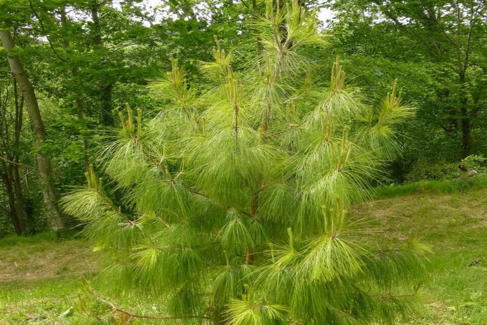 Мексиканська плакуча сосна (Pinus patula)