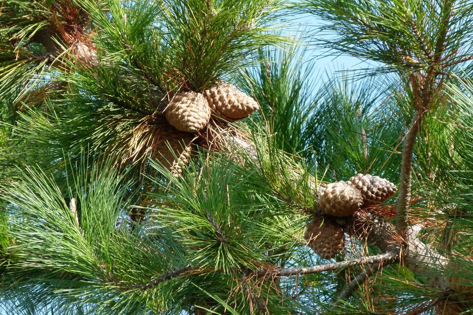 Монтерейська сосна (Pinus radiata)