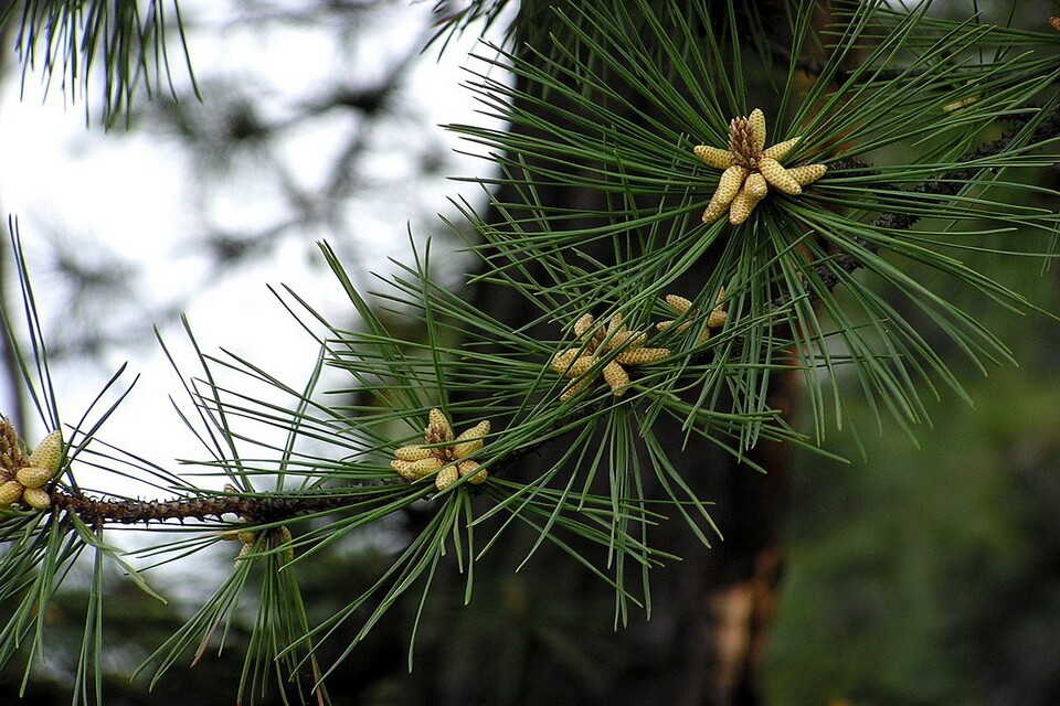Сосна жорстка або смолиста (Pinus rigida)