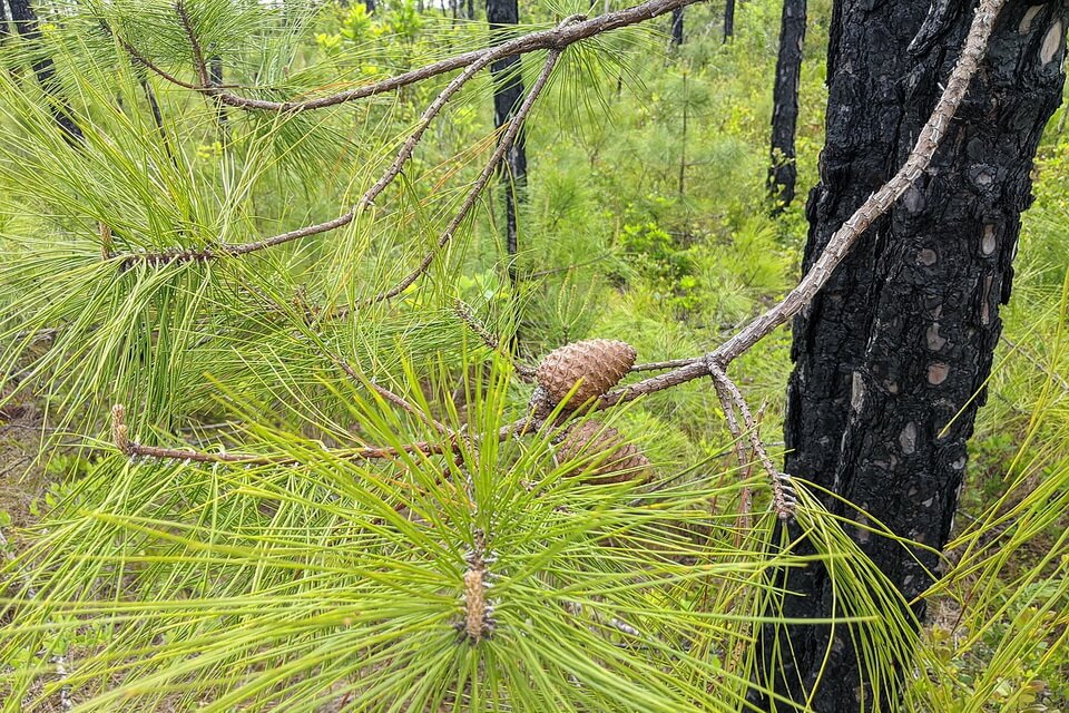 Сосна пізня (Pinus serotina)