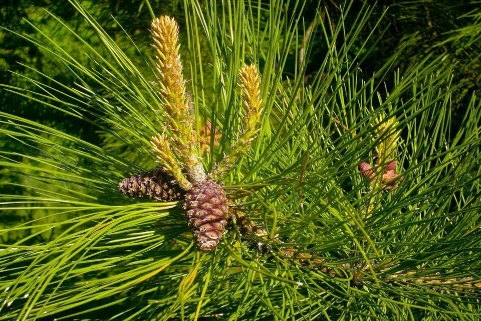 Сосна орегонська або жовта (Pinus ponderosa)
