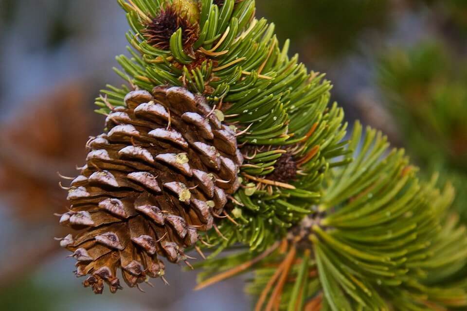 Сосна червона (Pinus resinosa)