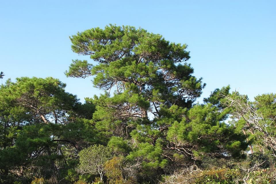 Сосна піщана (Pinus clausa)
