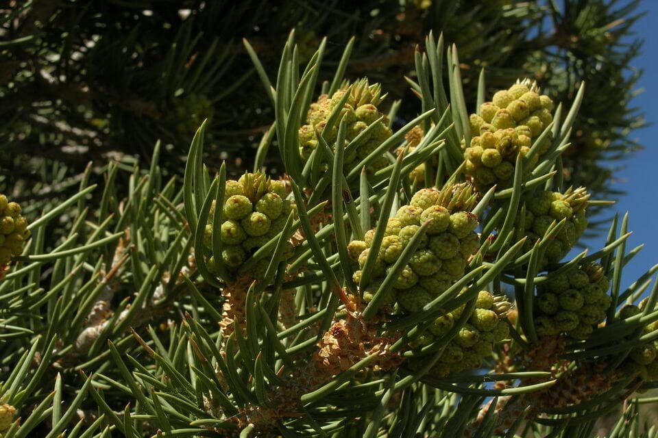 Сосна однохвойна (Pinus monophylla)
