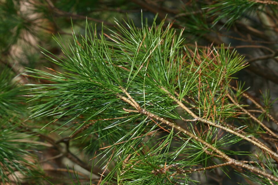 Сосна цукрова або гігантська (Pinus lambertiana)