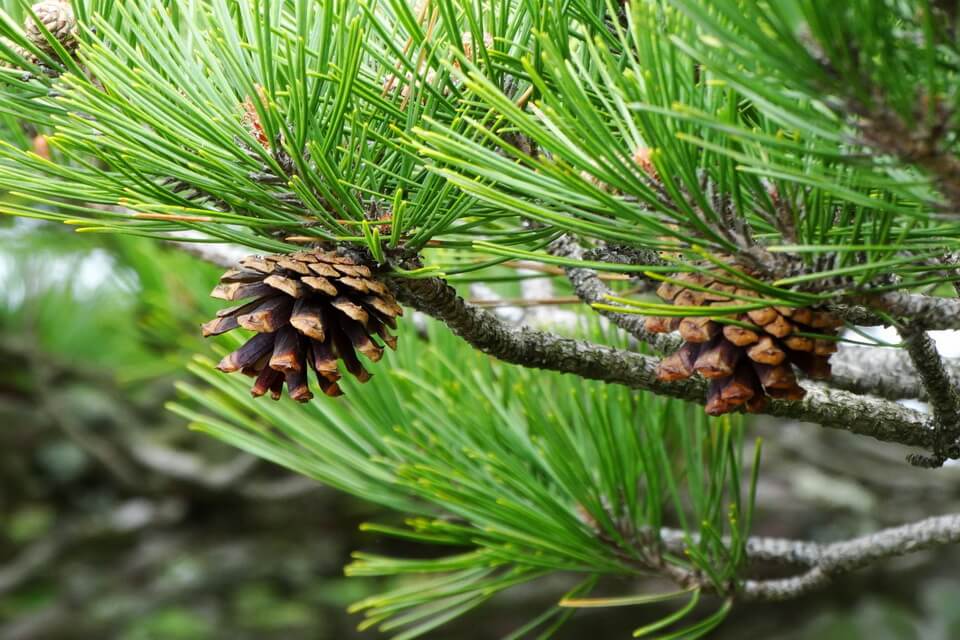 Сосна Таньошо, густоквітна або японська червона (Pinus densiflora)