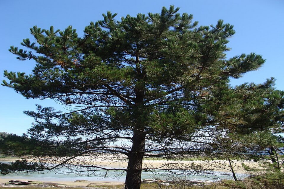 Сосна Латтера (Pinus latteri)