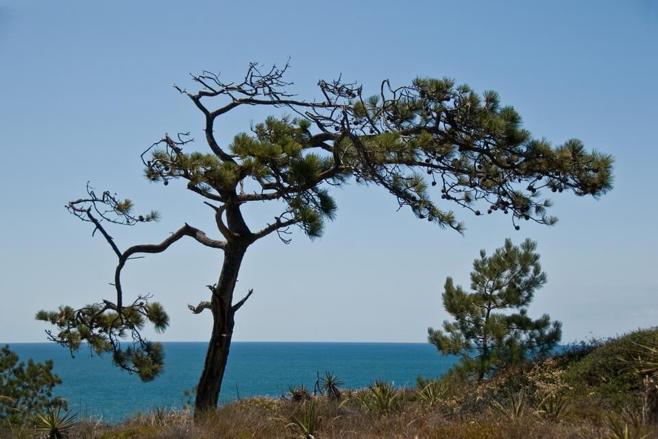Сосна Торрея (Pinus torreyanna)