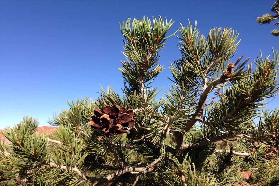 Сосна колорадська (Pinus edulis)