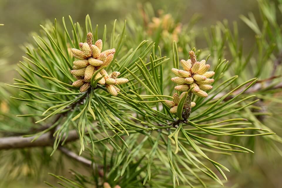 Сосна віргінська (Pinus virginiana)