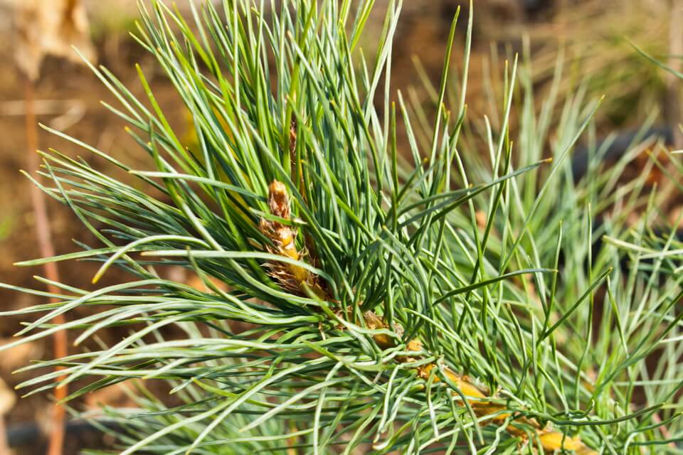 Сосна західна біла або гірська веймутова (Pinus monticola)