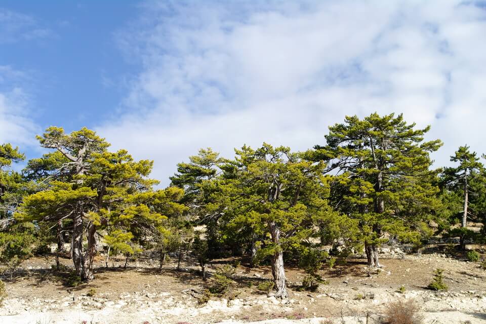 Сосна турецька (Pinus brutia)