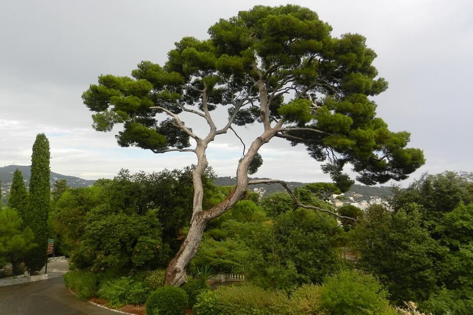 Сосна алепська (Pinus halepensis)