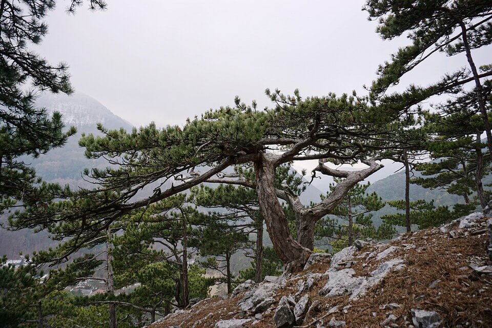 Сосна чорна європейська (Pinus nigra)