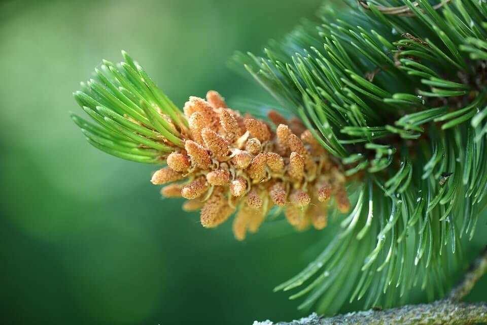 Сосна остиста (Pinus aristata)