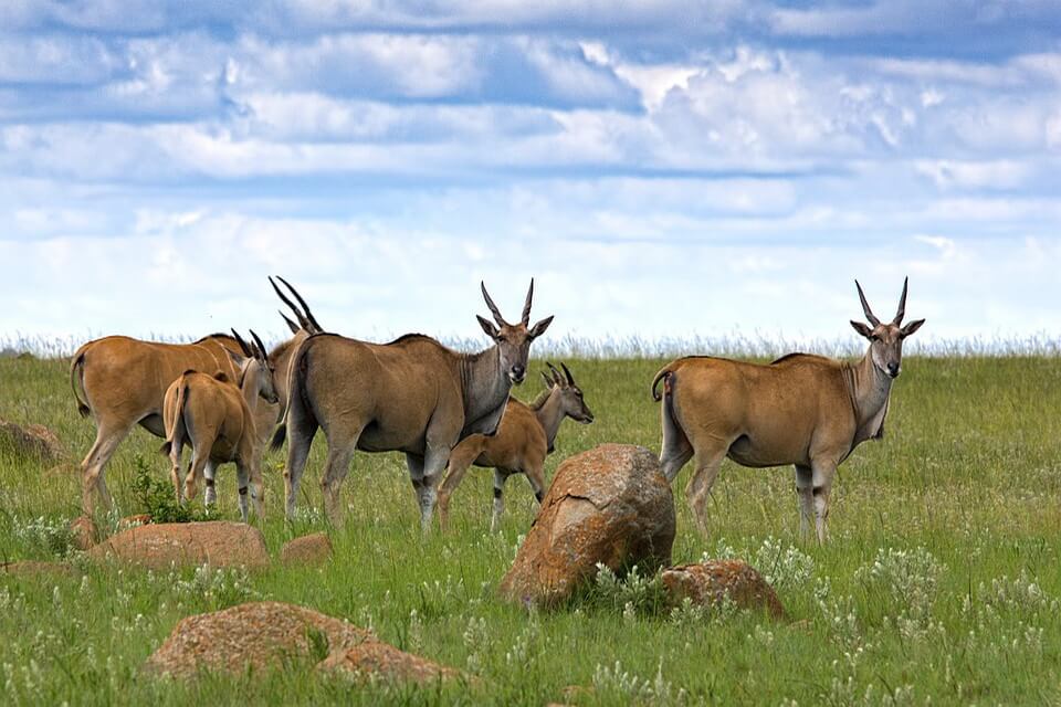 Найбільш відомі назви антилоп