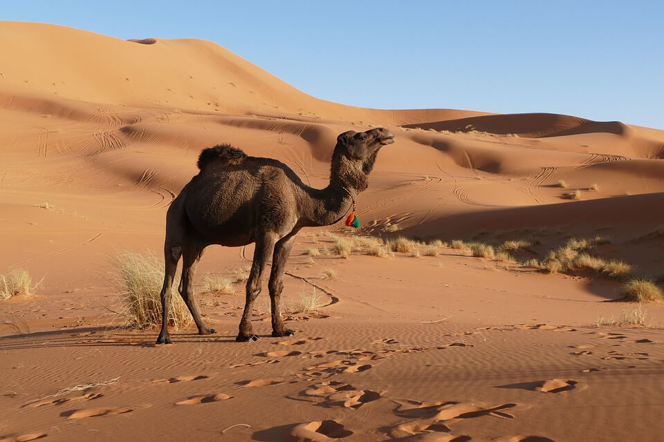 Тварини пустелі - Загальна характеристика