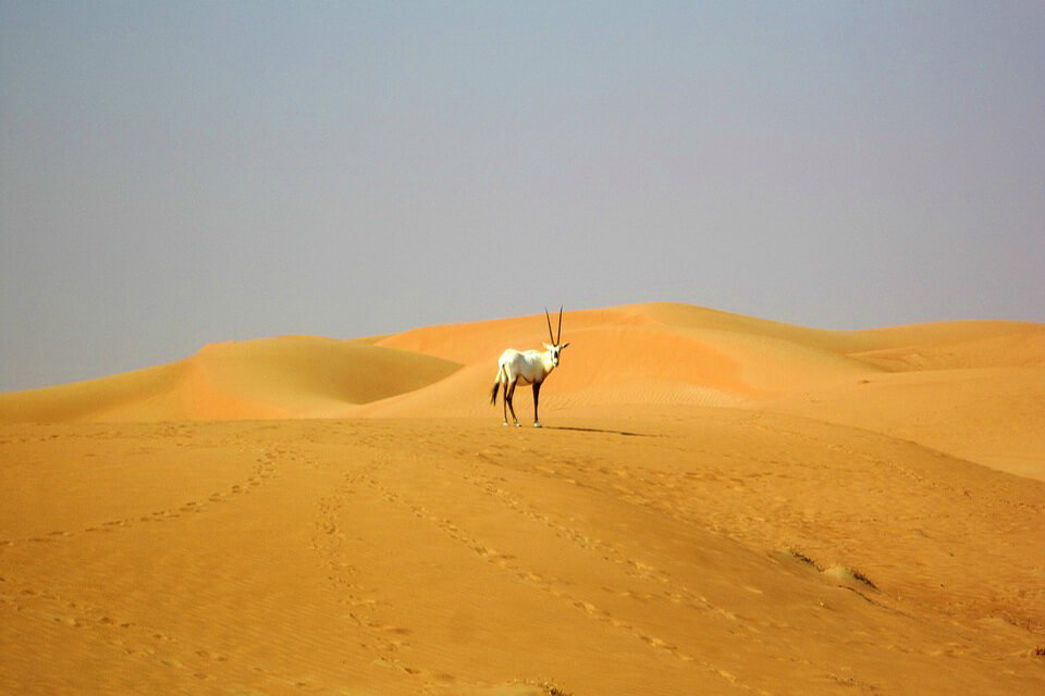 Тварини пустелі - Білий або аравійський орикс