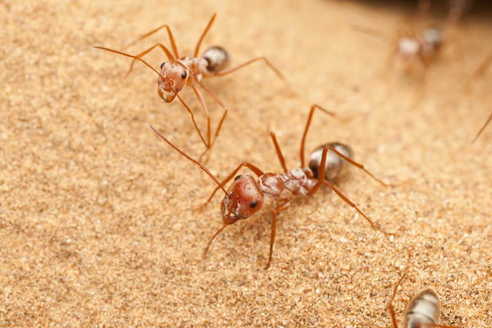 Тварини пустелі - Сахарська срібна мураха