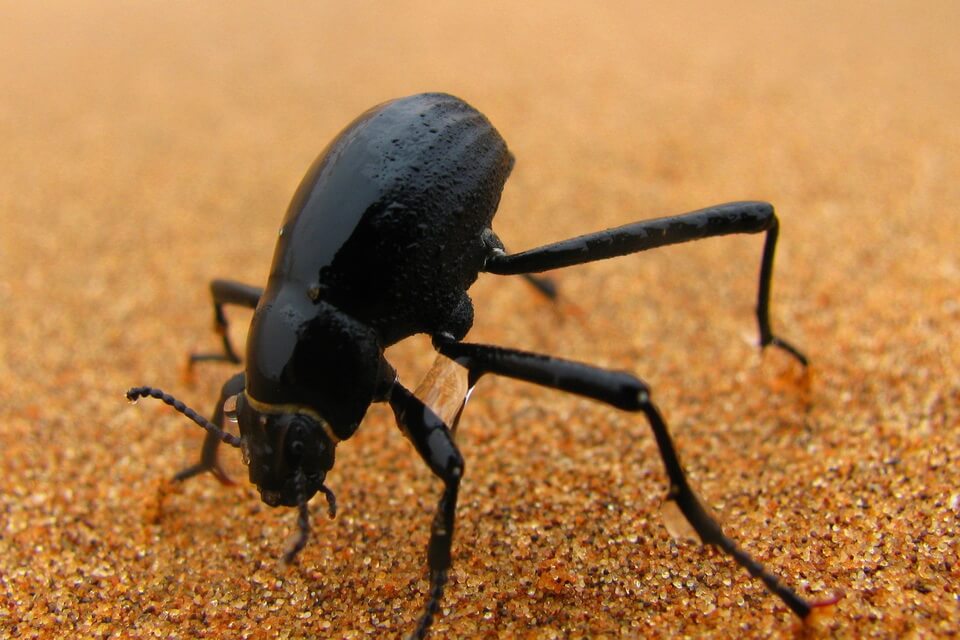 Тварини пустелі - Намібійський пустельний жук