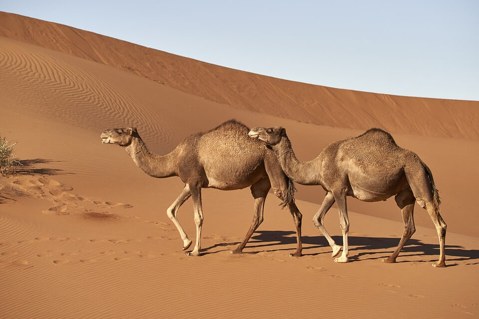Тварини пустелі з фото та описом - Дромедар/дромадер або одногорбий верблюд