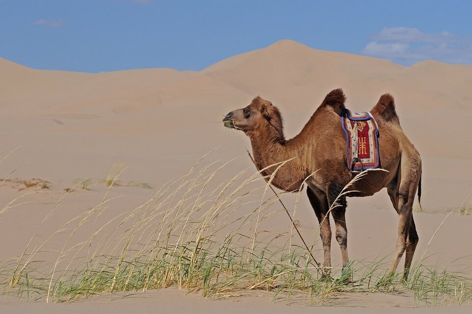 Тварини пустелі з фото та описом - Дикий двогорбий верблюд або хавтагай