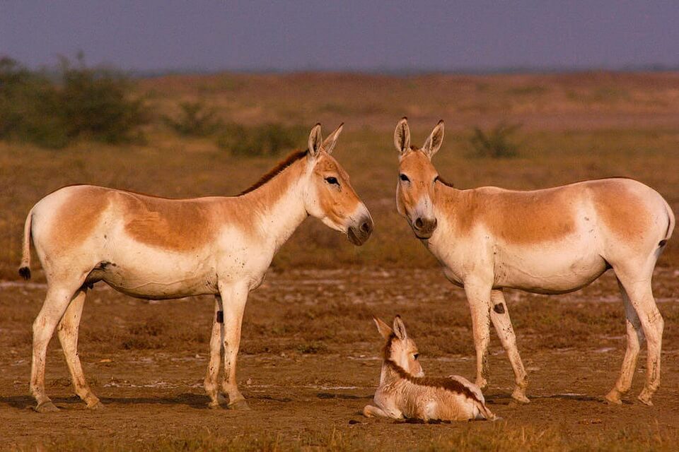 Тварини пустелі з фото та описом - Кулан або азійський дикий віслюк