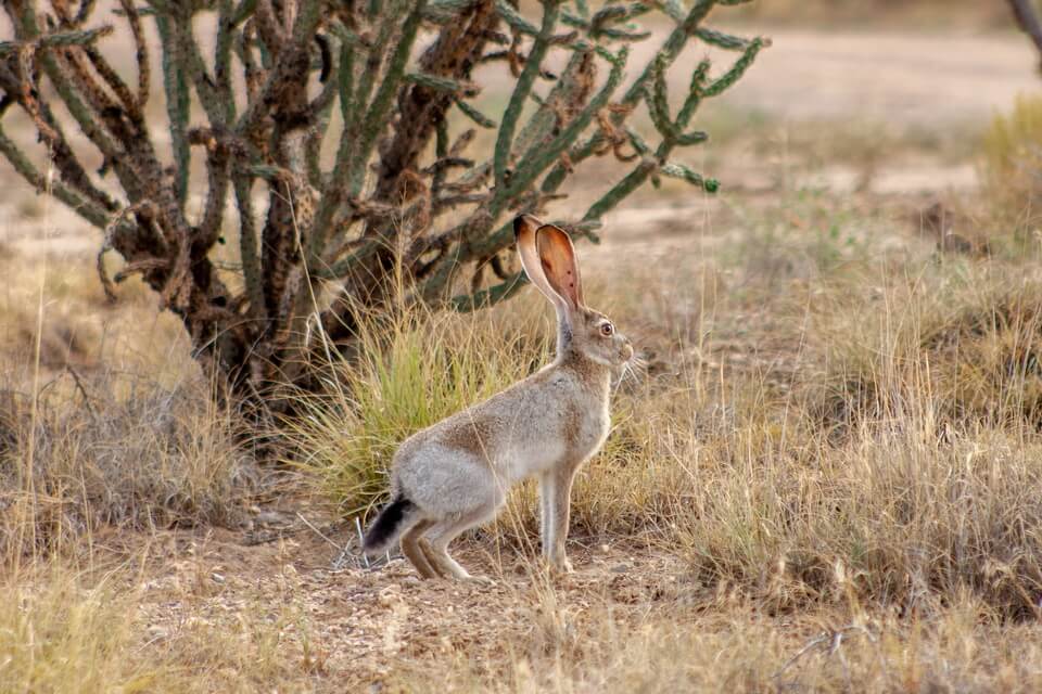 Тварини пустелі з фото та описом - Антилоповий заєць