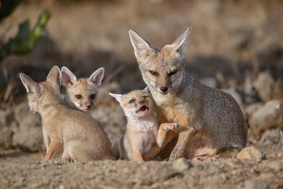 Тварини пустелі з фото та описом - Американська лисиця