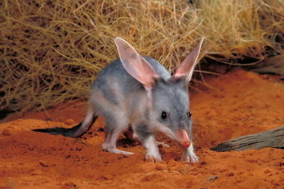 Тварини пустель Австралії - Бандикут кролячий