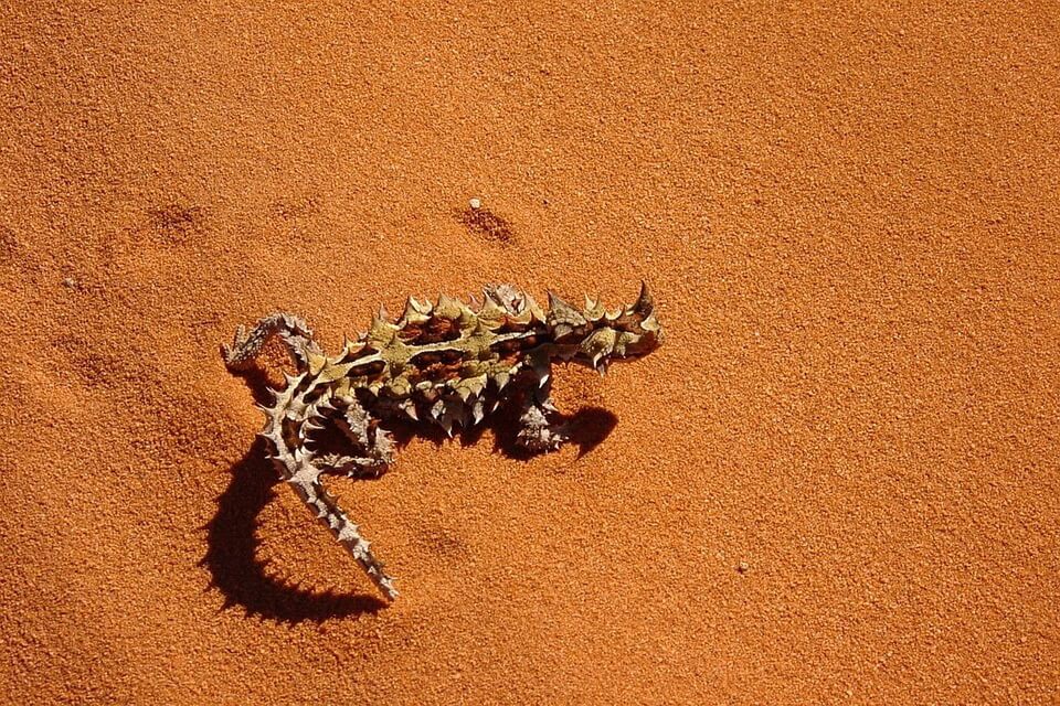 Тварини пустелі Австралії – Ящірка молох або «колючий диявол»