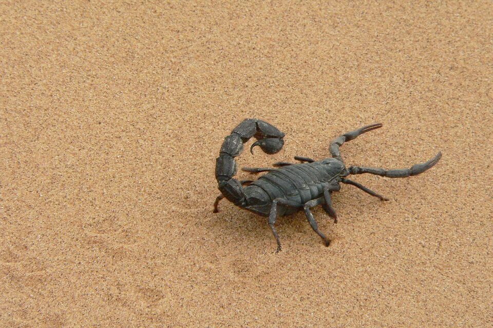 Тварини пустелі з фото та описом - Скорпіони