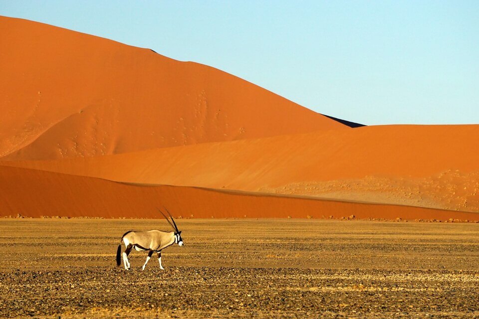 Тварини пустелі - фото, назви, опис