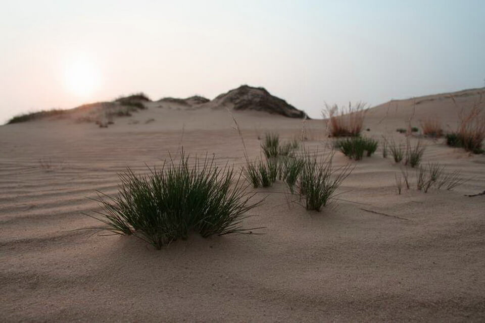 Штучна пустеля Європи – Олтенська Сахара в Румунії