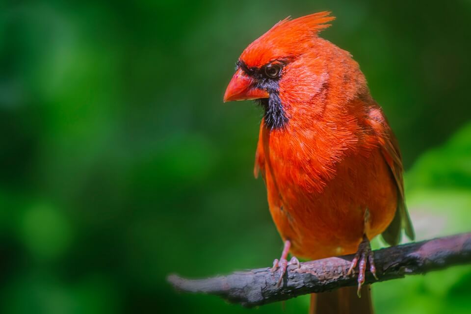 Червоний кардинал – класифікація птаха