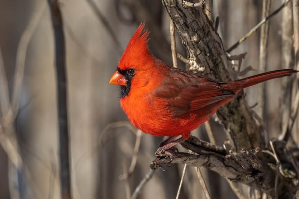 Червоний кардинал - цікаві факти про птаха