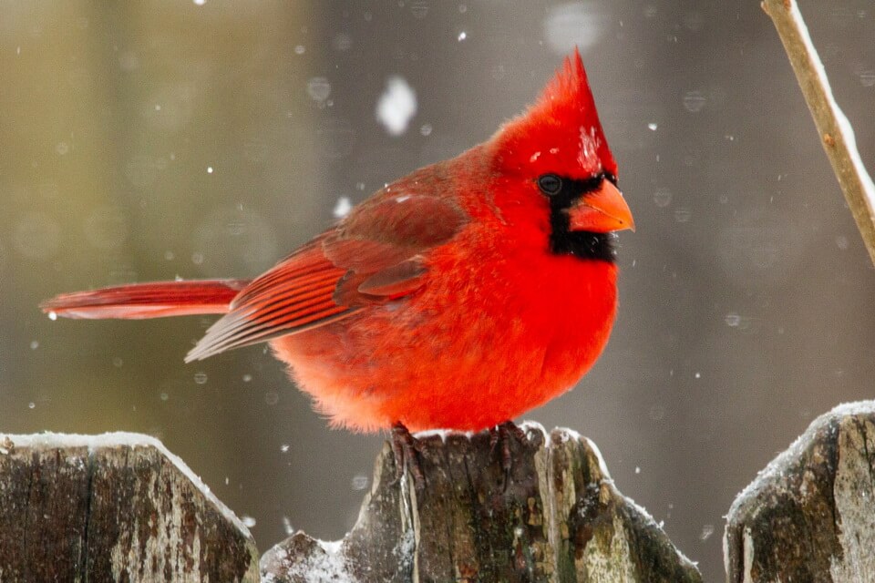 Цікаві факти про птаха червоний кардинал 