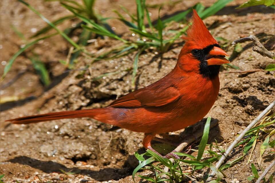 Що їсть червоний кардинал