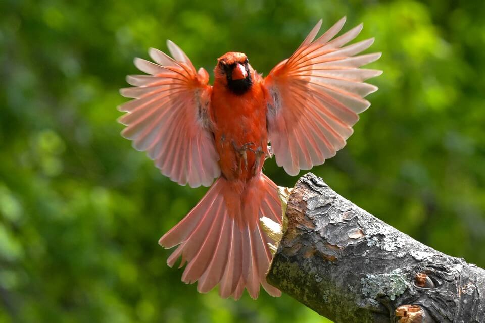 Розмноження червоних кардиналів