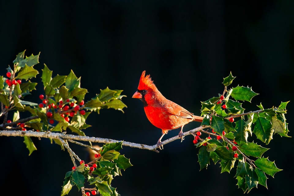 Червоний кардинал - фото, опис, цікаві факти про птаха