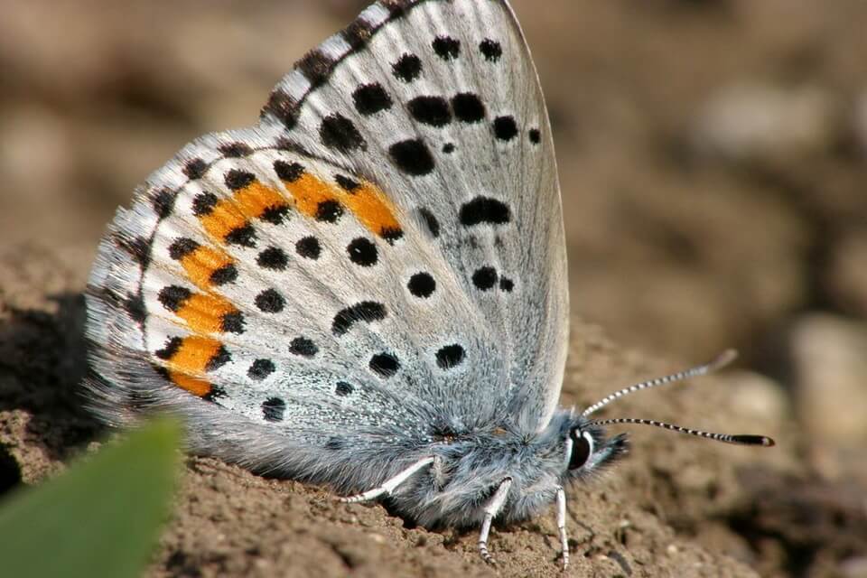 Рідкісні метелики - Блакитний метелик Синай (Pseudophilotes sinaicus)