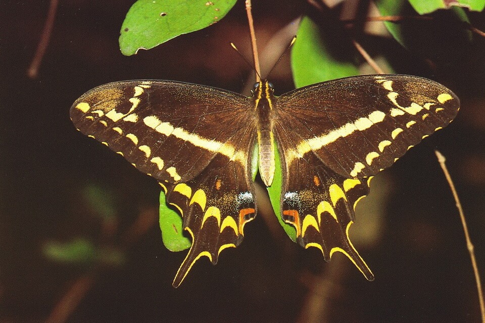 Рідкісні метелики - Косатець Шауса або Ластівчин хвіст Шауса (Papilio aristodemus ponceanus)