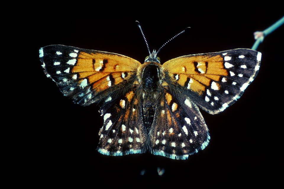 Рідкісні метелики - Металевий метелик Ланге (Apodemia mormo langei)
