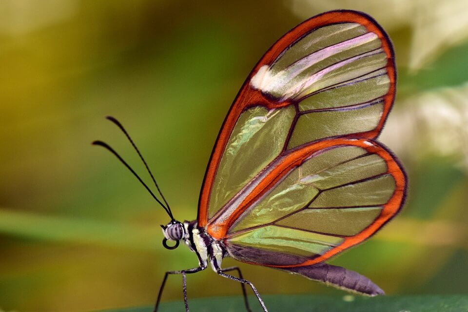 Рідкісні метелики - Грета ото або скляний метелик