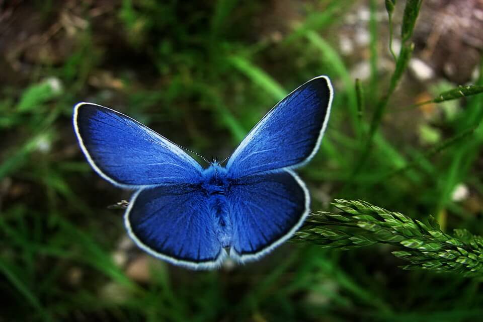 Рідкісні метелики - Блакитний метелик Палос-Вердес 
