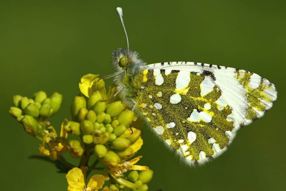 Рідкісні метелики - Острівний мармуровий метелик (Euchloe ausonides insulana)