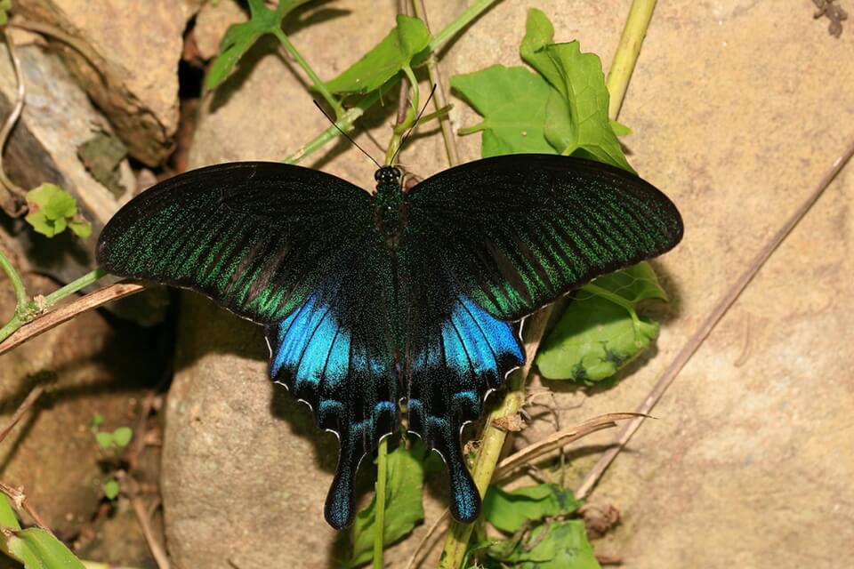 Рідкісні метелики - Павичевий косатець або косатець Лусона (Papilio chikae)