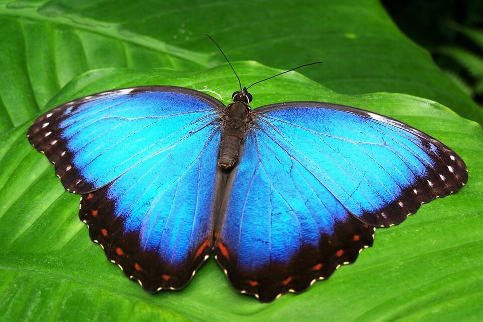 Рідкісні метелики - Морфо менелай або блакитний морфо (Menelaus blue morpho)
